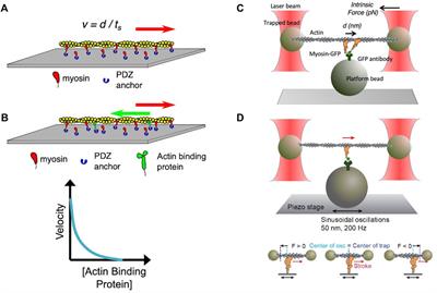 Hypertrophic cardiomyopathy: Mutations to mechanisms to therapies